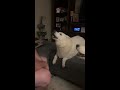 Husky throws a jealous fit