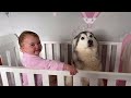 Sad Baby Refuses To Sleep Without Reading Her Husky A Book!😭. [THE CUTEST EVER!!!!]