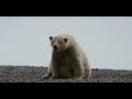 SVALBARD - A Journey to the North Pole | Cinematic Short Film