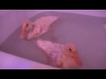 duckybath