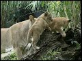 Lovable Lions