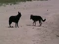 Casey n Nina at the beach