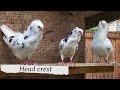 Top 25 Most Beautiful Pigeon Breeds in the World | Domestic Pigeons | Show  | Fancy Breeds