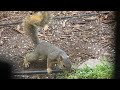 Maryetta the Fox Squirrel Buries a Hazelnut