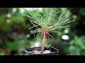 Seeding of black pine - Teacup MINI BOMSAI making One and a half years later【Bonsai diary 11/5】