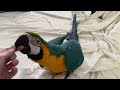 This is what a macaw will do in a bed