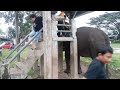 Opening gajah di sare Tahun baru
