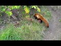 Red Panda