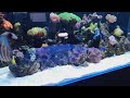 reef tank update 🐠1k sub goal🐠