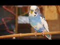 2 Hours of Budgies Singing Playing and Talking - Play For Your Budgie!