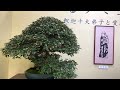 [4K] Taikanten Bonsai Exhibtion 2023 LONG