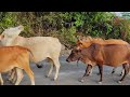 Sapi Lembu Berkeliaran di Ladang - Suara Sapi Bunyi Lembu Memanggil kawan untuk pulang ke kandang #2
