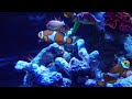 4K Aquarium Video - Nemo Fish