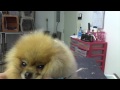 Grooming the Show Pomeranian (part three)