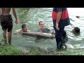 Mekong Catfish, Harvesting, M's