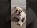 ENGLISH BULLDOG PUPPY UPDATE | POTTY TRAINING TIPS AND TRICKS