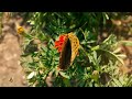 BUTTERFLY & DRAGONFLY | 4K(60FPS) Nature Relaxing Film with Soothing Music to Reduce Stress ♫