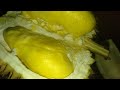 unboxing kedua duren lokal Premium Mas Angking