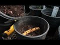 How to Dig Up and Plant Running Bamboo Rhizomes for Propagation