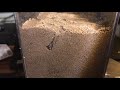 Pogonomyrmex rugosus Harvester ant queen digging in Formicarium