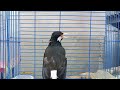 Pancingan Jalak Suren Gacor Ampuh Bikin Nyaut Buat Masteran Suara Burung Jalak ikut Gacor Full Isian