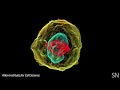A view inside a dividing cell | Science News
