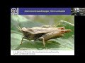 An Introduction to Grasshoppers & Crickets