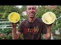 How to Grow WATERMELONS in CONTAINERS, Cheap and Easy Patio Gardening