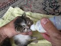 Nursing a ~2 week old feral kitten with a bottle