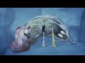 Larva Full Episode: CRAZY OCTOPUS! 🐙 🤯 Cartoon Movies 20224 | Funny Clip From Animation Larva