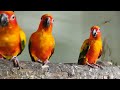 Sun Conure Birds