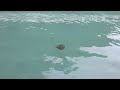 Fish Cage and Jelly Fish in Surigao Sea | Stingless Jellyfish