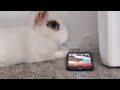 Can A Rabbit Play Slap Battles?
