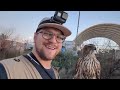 Hunting Rabbits With a Goshawk