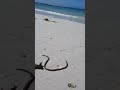Sea snake or eel on beach.