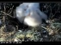 HUMBOLDT BAY EAGLES - EAGLET UFC 04-30-2014