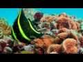 ♡ GIANT SEA TURTLES ♡ CORAL REEF FISH & THE BEST RELAX MUSIC • 3 HOURS