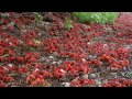 45 Million Red Crabs March | Lands of the Monsoon | BBC Earth