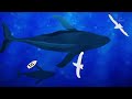 How Whales Became The Largest Animals Ever