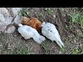 Chickens rolling around in the dirt