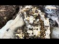 Gorilla glue spray adhesive vs ground wasp nest, wasp glue trap