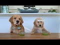 Dog Reviews Food With Son | Tucker Taste Test 22