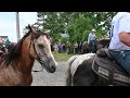 2024 Chincoteague Pony Swim from Pony Swim Lane and the Saltwater Cowboys