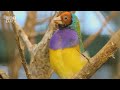 Avifauna Delight: A Close-Up Look at the Wonderful World of Birds