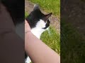 3 minutes of how LOVEABLE MY CAT IS!!! 🥰🥰