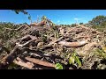 Clearing mango orchard