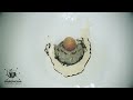 How does your body turns food into the poop? Human digestive system(Animation)|Dandelion Team