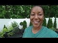 Planting Clearance Hydrangeas 💙 | New Garden Path | Garden Vlog