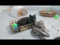 Try Not To Laugh Challenge😻Funny and Cute CAT Videos Compilation 2024😬🐶Part 12