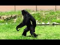 Richmond Zoo - Siamang